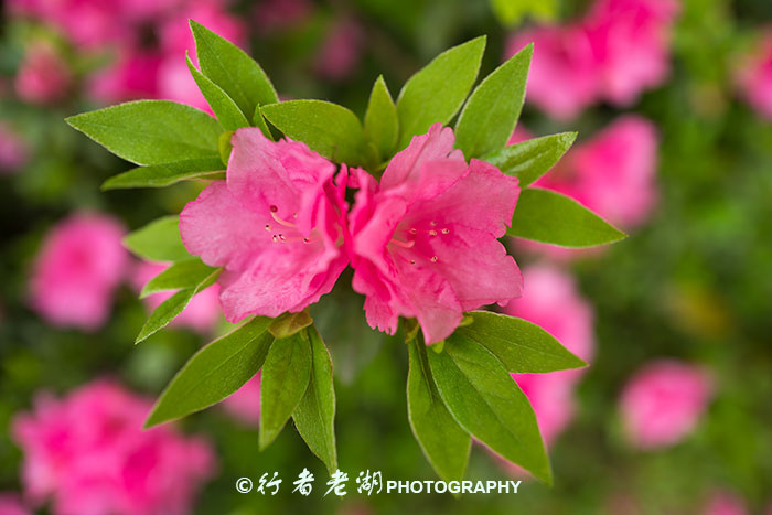 leica徕卡q中8个需要知道的技巧,徕卡相机q测评