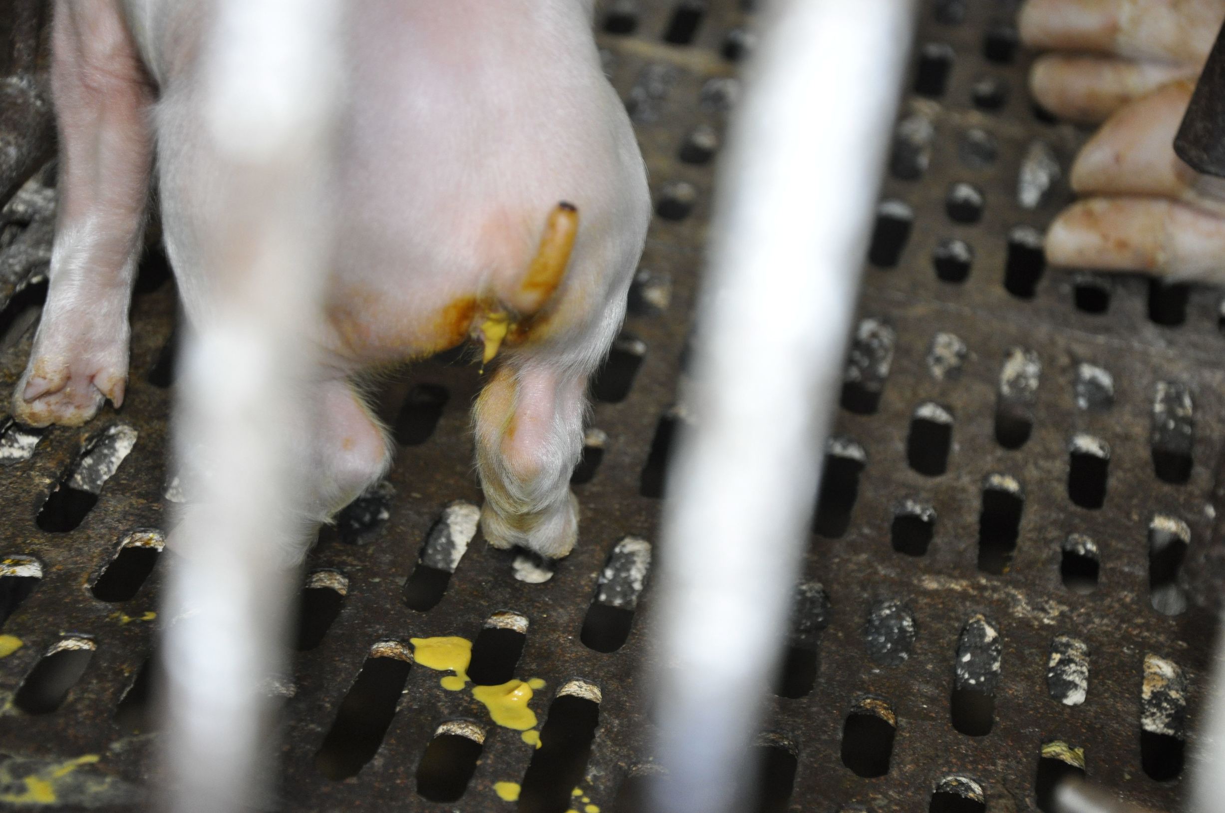 小猪突然全部腹泻,小猪腹泻打什么针