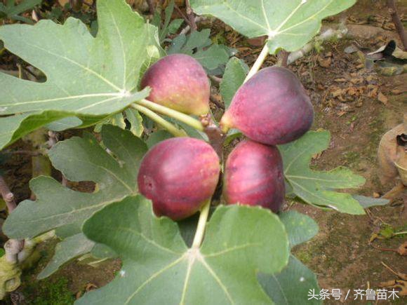 赤霉素920蔬菜的正确用法,920赤霉素和尿素能混用吗