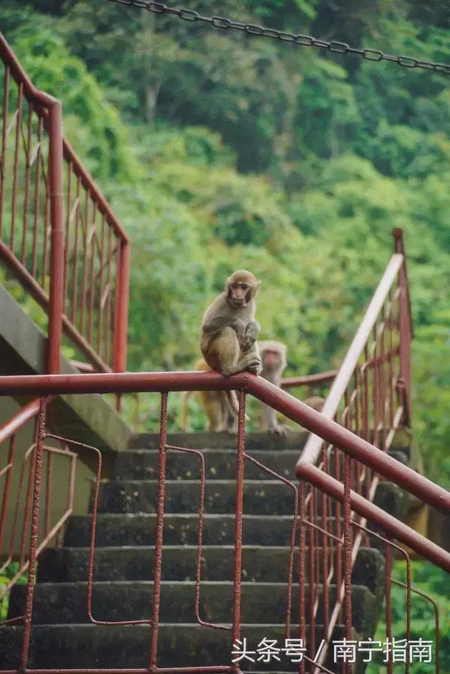 龙虎山最近发生了什么事件,广西南宁龙虎山事件真相视频