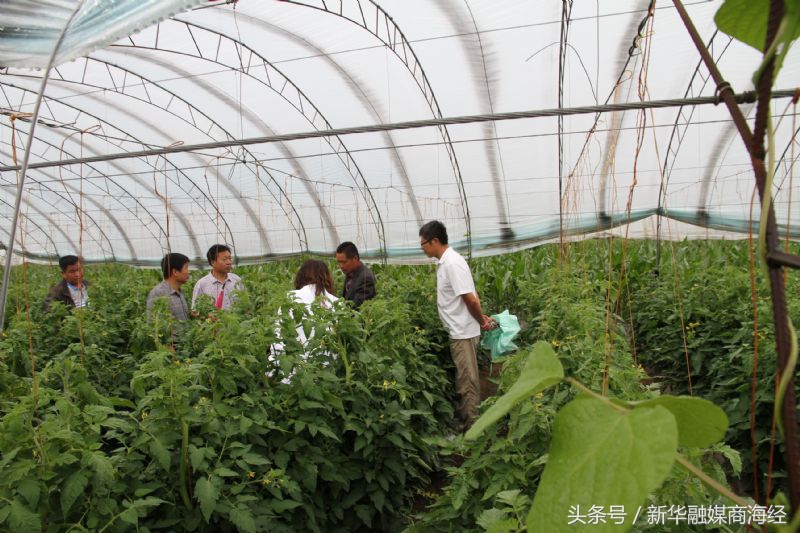 来这个镇得准备个菜篮子“一带四园”10万人光顾连玩带挣钱