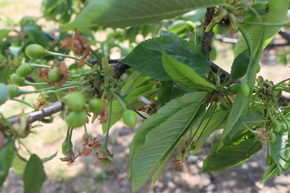 欢迎品尝烟台大樱桃,福山大樱桃和海阳大樱桃