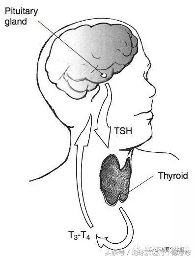 咪私料｜我的德国育儿日记：德国孕妇用什么保健品和药品？