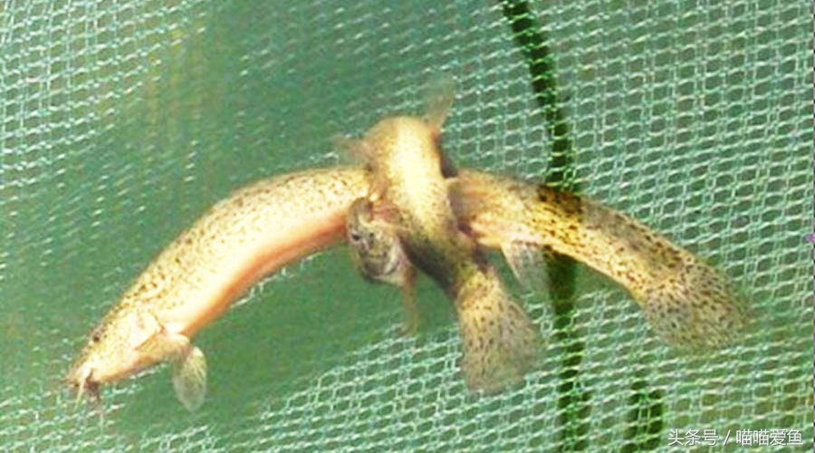 泥鳅人工繁殖打什么针,泥鳅的人工繁殖实验报告