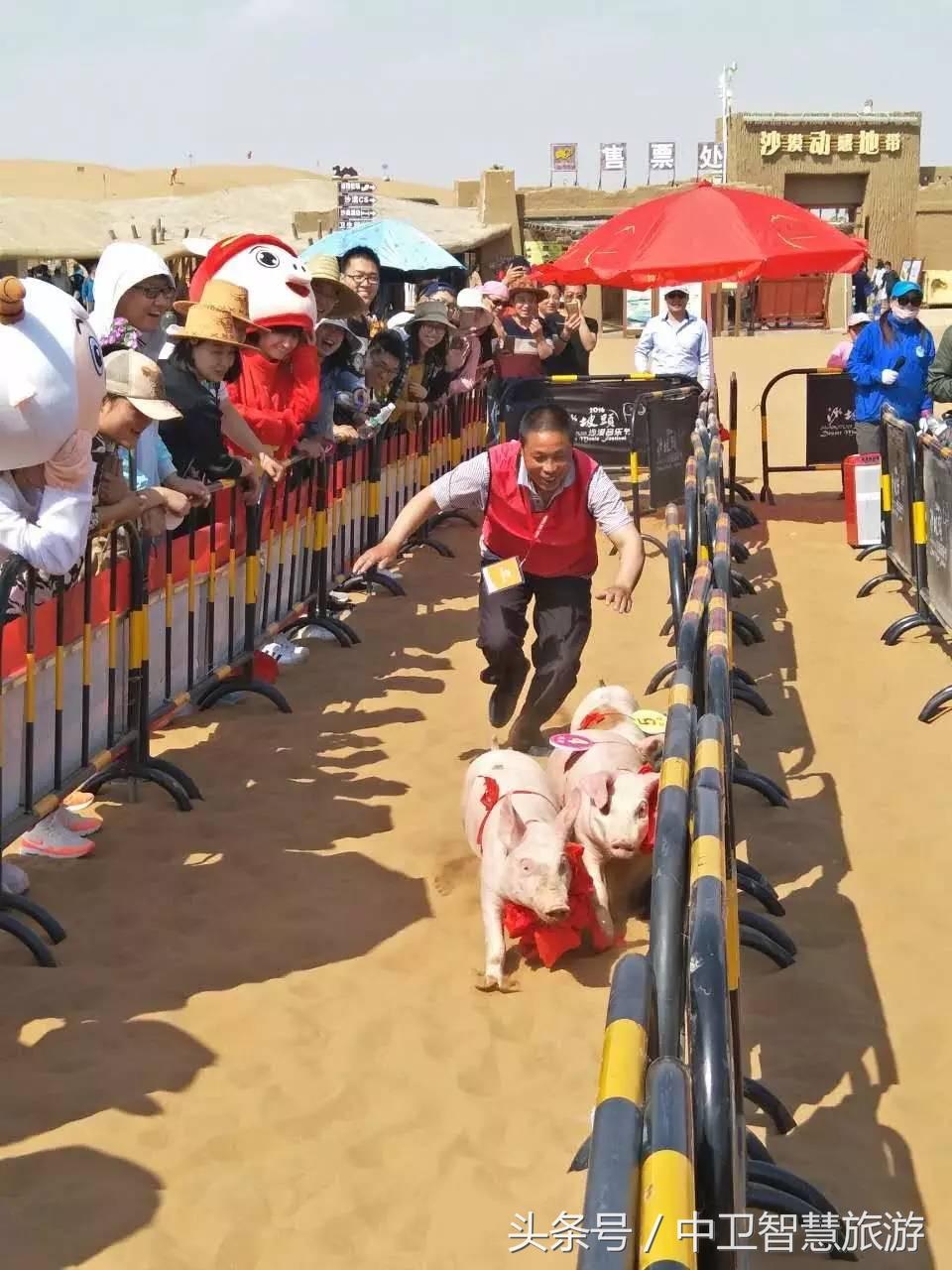 五一中卫旅游免费,中卫五一活动