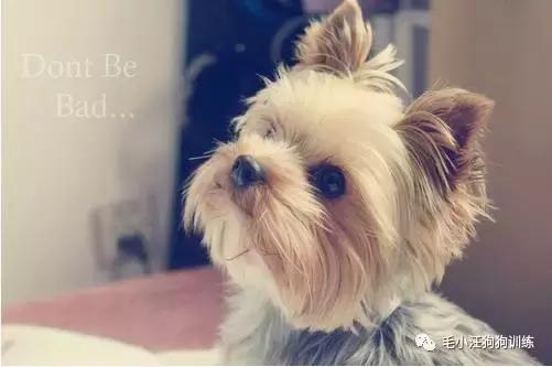 遛狗太气人句子,遛狗时被人骂怎么办