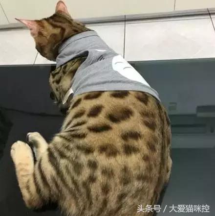 主人起床后发现脸上全是印泥，调查后发现，凶手是它