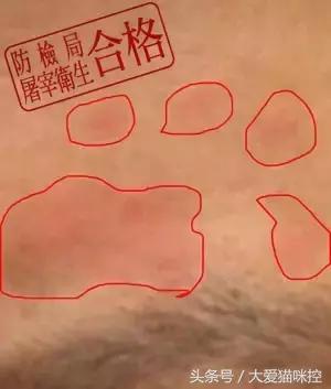 主人起床后发现脸上全是印泥，调查后发现，凶手是它