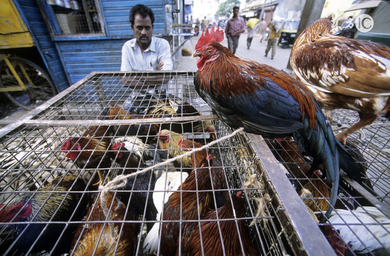 鸡胸腔有积液怎么治疗,鸡什么病会引起心包积液