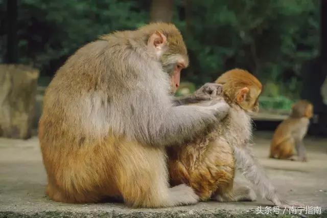 龙虎山最近发生了什么事件,广西南宁龙虎山事件真相视频