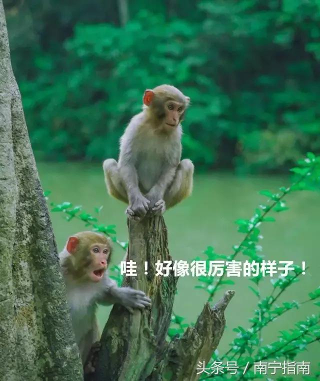 龙虎山最近发生了什么事件,广西南宁龙虎山事件真相视频