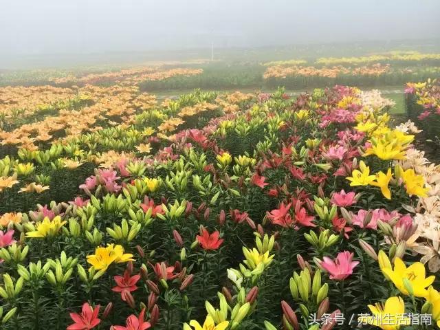 苏州5月展会,苏州四月有什么展览