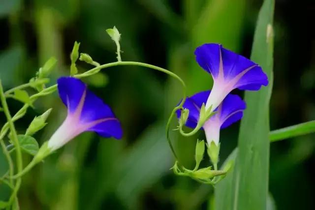 因病去世随笔,生病离世的随笔