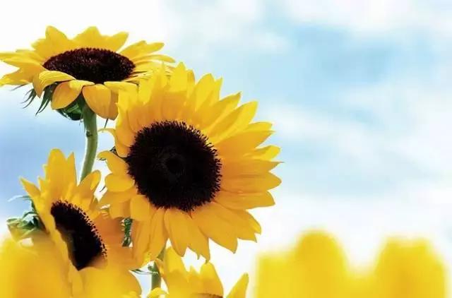 因病去世随笔,生病离世的随笔