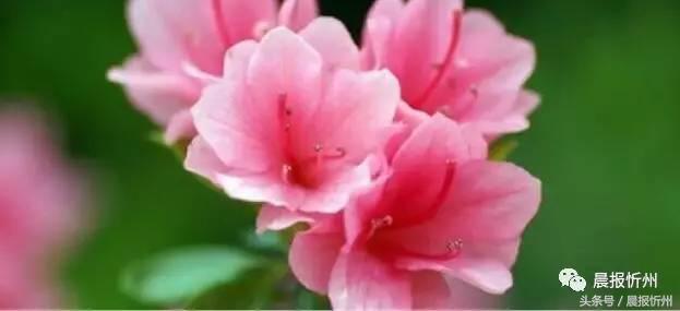 创文明城市特别策划：“我眼中最美春天”随后拍作品7