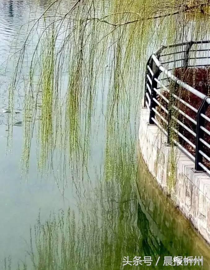 创文明城市特别策划：“我眼中最美春天”随后拍作品7