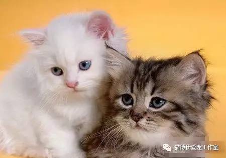 照顾新生小猫咪,怎么照顾小猫咪