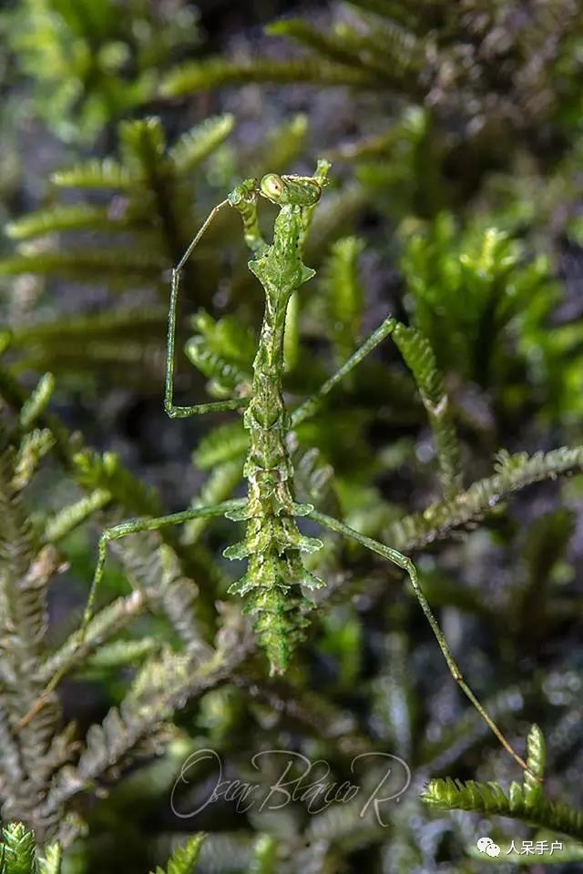 集结拍案称奇的拟态大师
