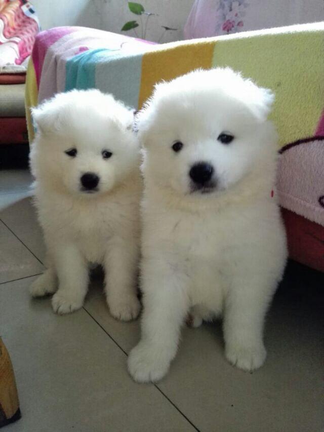 萨摩耶熊版和狼版区别,萨摩耶饲养人