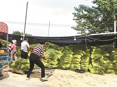 如何避免菜贱伤农,菜贱伤农分析