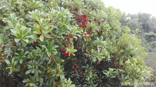 杨梅园采摘柳州,2024年柳州杨梅采摘攻略