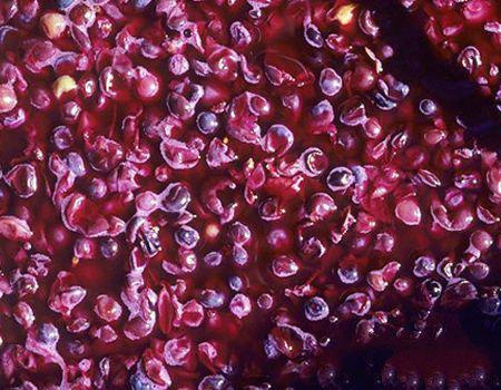 解惑最好的办法,酿酒过程中发霉怎么处理