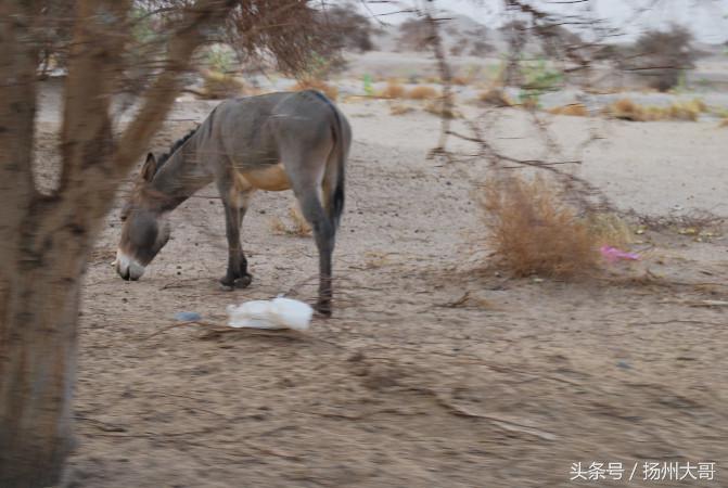 行走在纳米比亚沙漠感悟,撒哈拉沙漠旅游真实感受