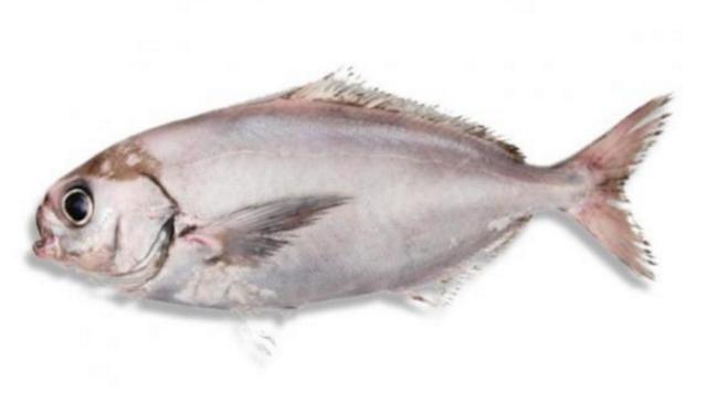 新西兰海产干货,新西兰海珍品