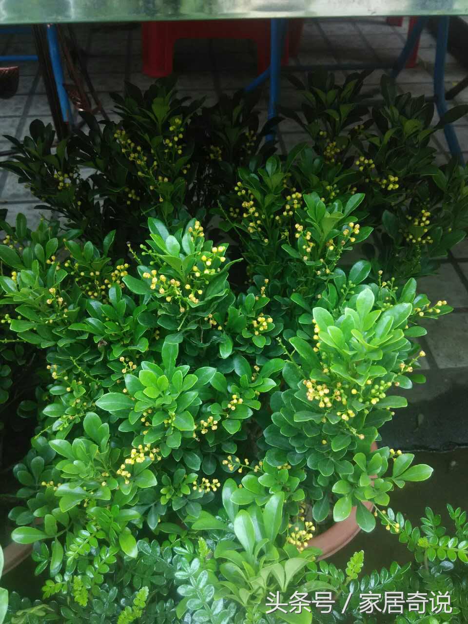 适合室内的花卉盆景,适合家里养的花盆景