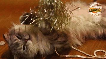 焦作推荐猫咖,焦作新区猫咖