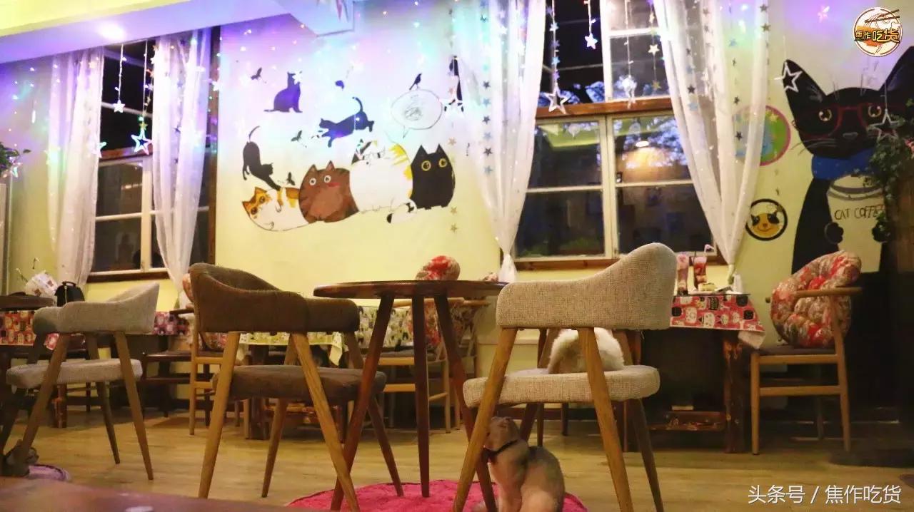 焦作推荐猫咖,焦作新区猫咖