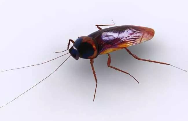 蟑螂一定会咬人吗,海蟑螂有毒吗会咬人吗