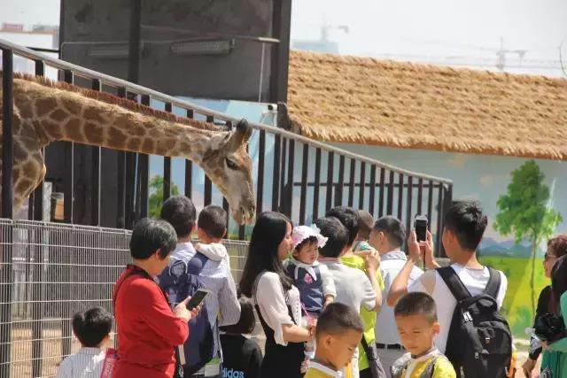 厦门灵玲国际马戏城大不大,五一厦门灵玲国际马戏