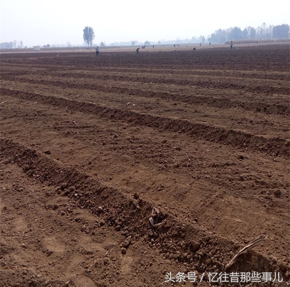 从“蒜你狠”到“蒜你玩”，蒜苔价格大跳水，丰收季成伤心季