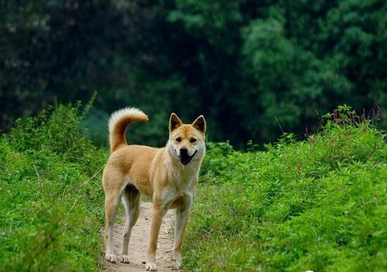 世界10大犬种藏獒排名第三,世界十种猛犬中国藏獒排名第五