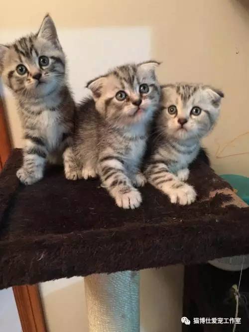 照顾新生小猫咪,怎么照顾小猫咪