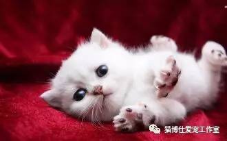 照顾新生小猫咪,怎么照顾小猫咪