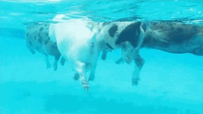 比马尔代夫便宜的小众海岛,马尔代夫免签好去处