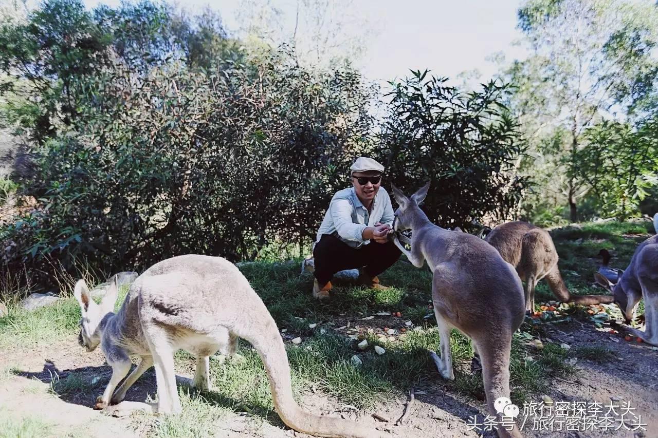 中国哪里可以抱考拉,全球哪里可以抱考拉