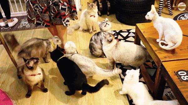 焦作推荐猫咖,焦作新区猫咖