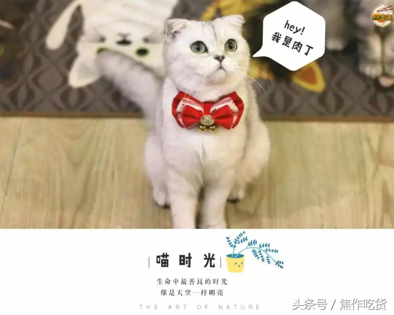 焦作推荐猫咖,焦作新区猫咖