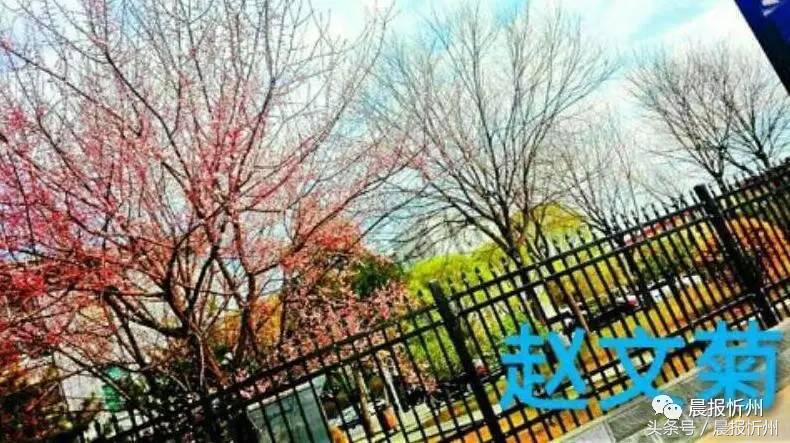 创文明城市特别策划：“我眼中最美春天”随后拍作品7