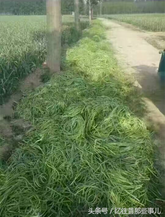 从“蒜你狠”到“蒜你玩”，蒜苔价格大跳水，丰收季成伤心季