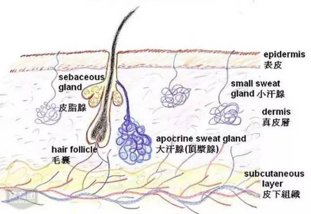 脱毛全攻略｜如何做到科学有效的安全脱毛？