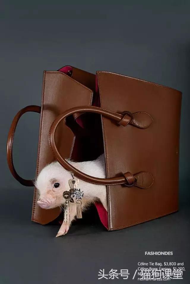 瀹犵墿鐚殑濂緢楗板搧,瀹犵墿鐚繘鍐涘ア渚堝搧鍥剧墖