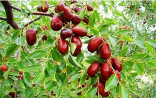 河南红枣小镇,河南内黄红枣之乡