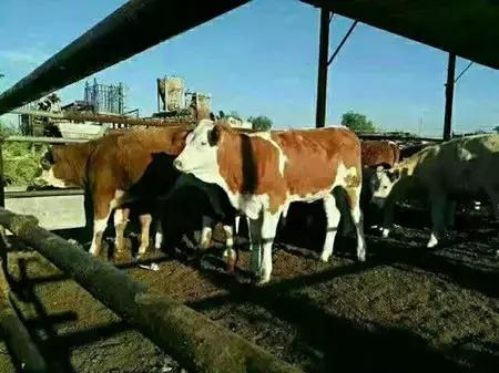 2016-2018年农产品市场需求,2024农产品市场数据分析报告