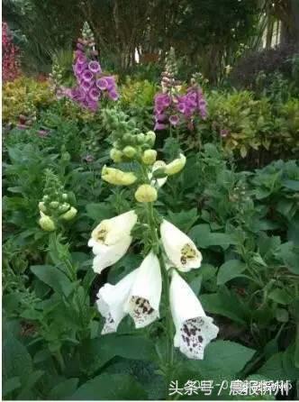 创文明城市特别策划：“我眼中最美春天”随后拍作品7