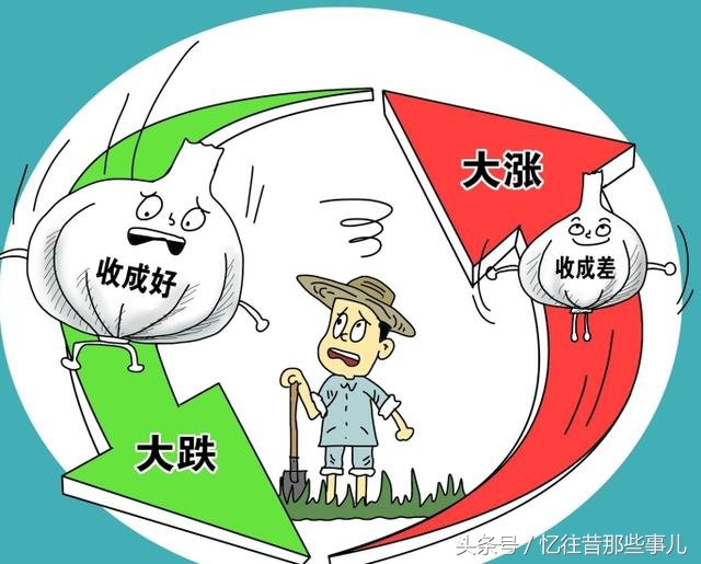 从“蒜你狠”到“蒜你玩”，蒜苔价格大跳水，丰收季成伤心季