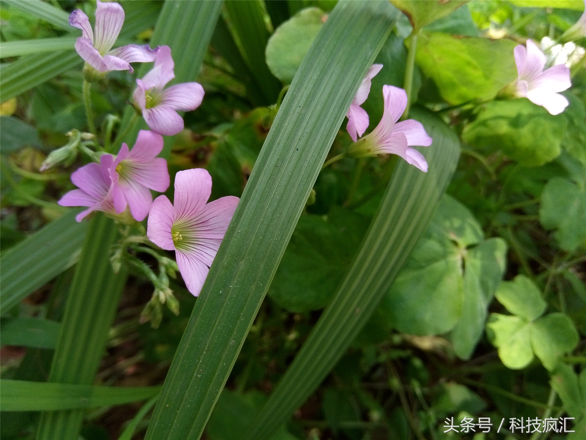 来一场华丽3D盛宴，裸眼3D手机ivviK5测评